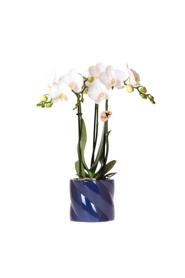 Witte orchidee Amabilis + Candy sierpot blauw
