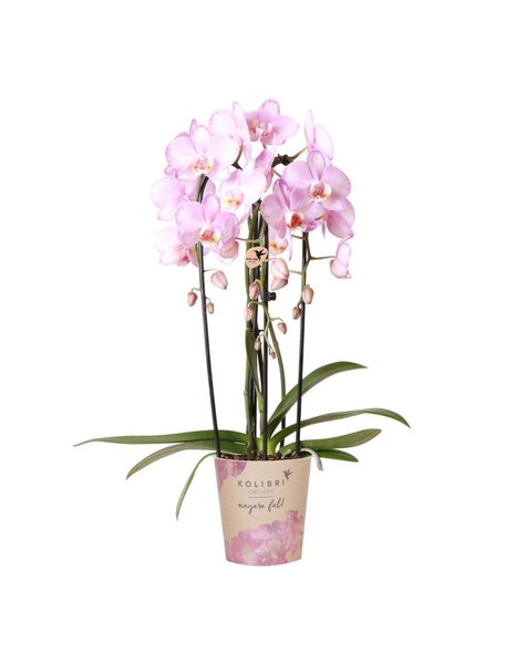 Kolibri Orchids Orchidee
