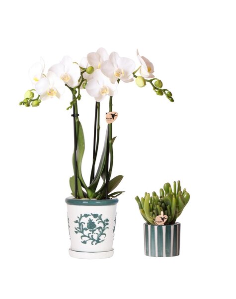 Kolibri Orchids Orchidee