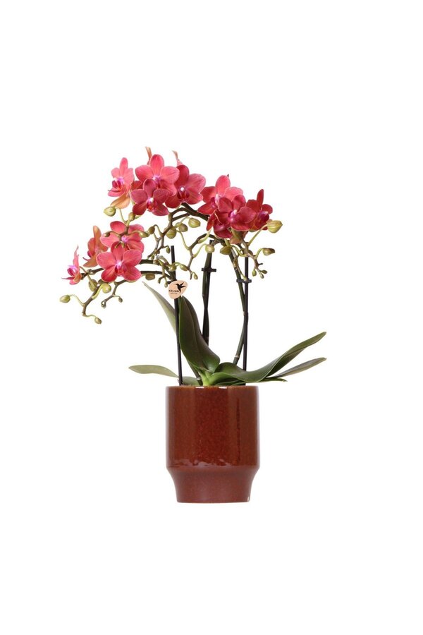 rode Phalaenopsis orchidee - Congo + Classy red