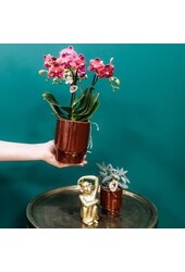 rode Phalaenopsis orchidee - Congo + Classy red