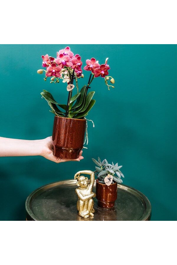 rode Phalaenopsis orchidee - Congo + Classy red
