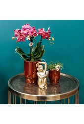 rode Phalaenopsis orchidee - Congo + Classy red