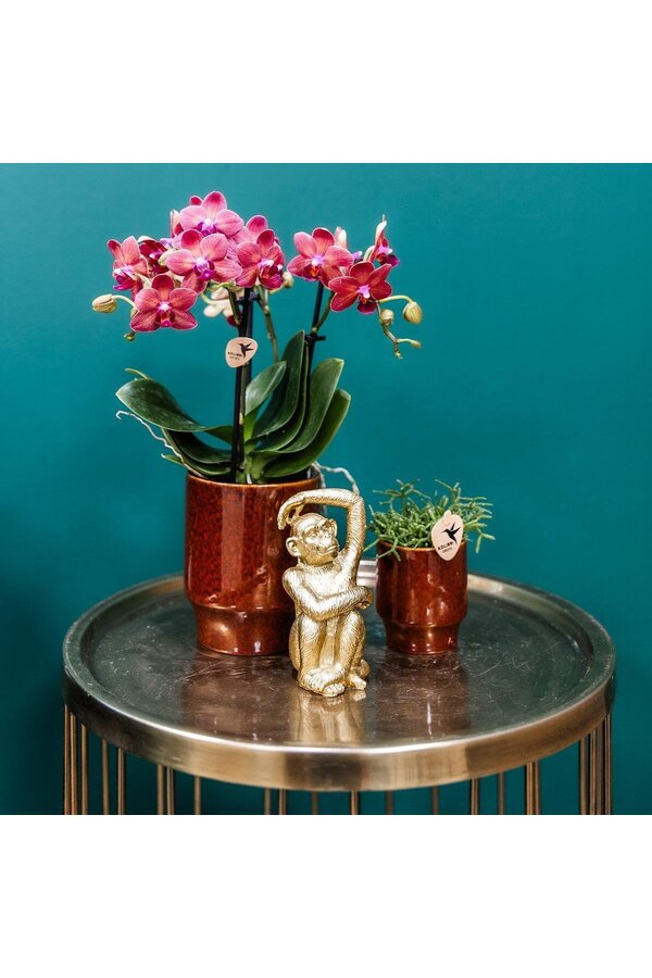 rode Phalaenopsis orchidee - Congo + Classy red