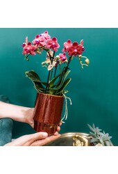 rode Phalaenopsis orchidee - Congo + Classy red
