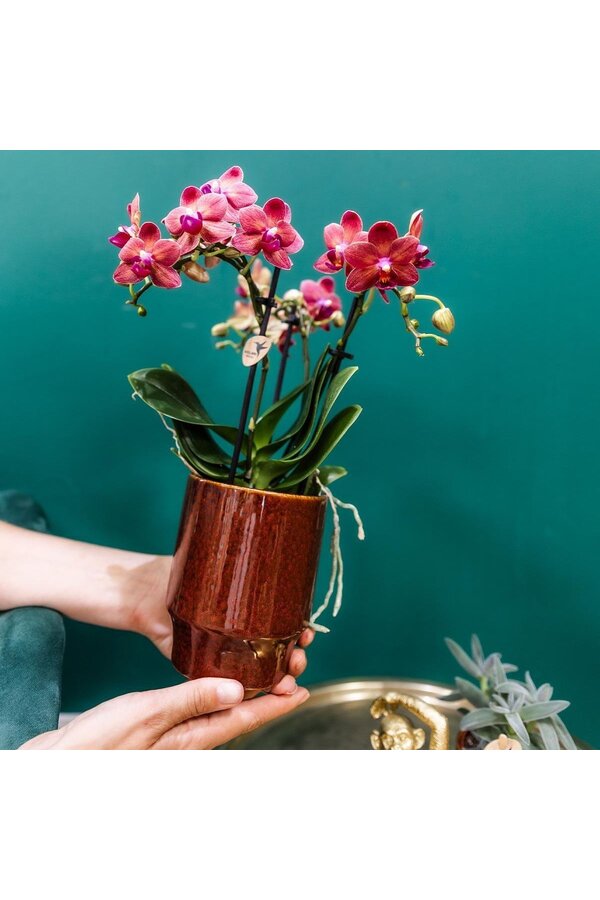 rode Phalaenopsis orchidee - Congo + Classy red