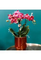 rode Phalaenopsis orchidee - Congo + Classy red