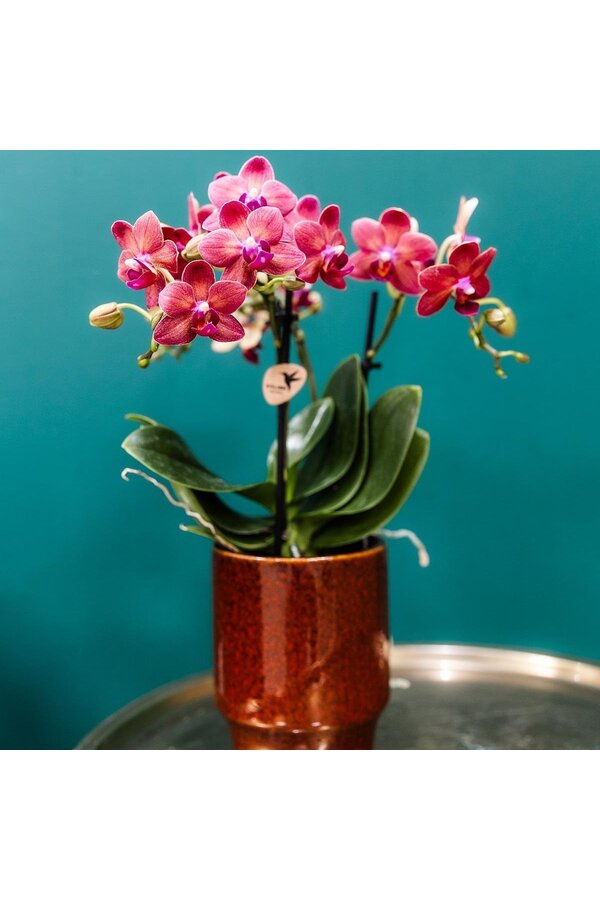 rode Phalaenopsis orchidee - Congo + Classy red