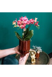 rode Phalaenopsis orchidee - Congo + Classy red