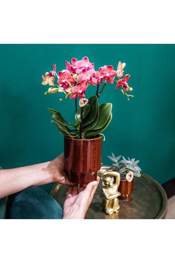 rode Phalaenopsis orchidee - Congo + Classy red