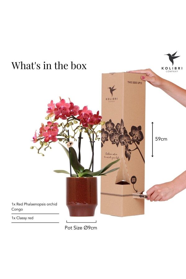rode Phalaenopsis orchidee - Congo + Classy red