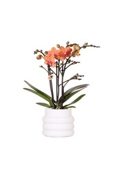 Orchidée Phalaenopsis orange - Mineral Bolzano + pot Bubble blanc