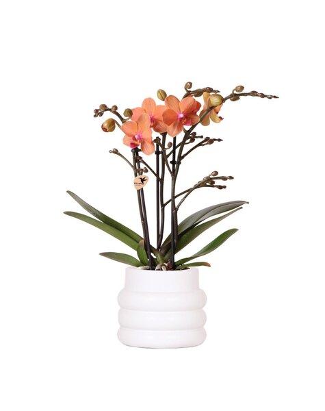 Kolibri Orchids Orchidee