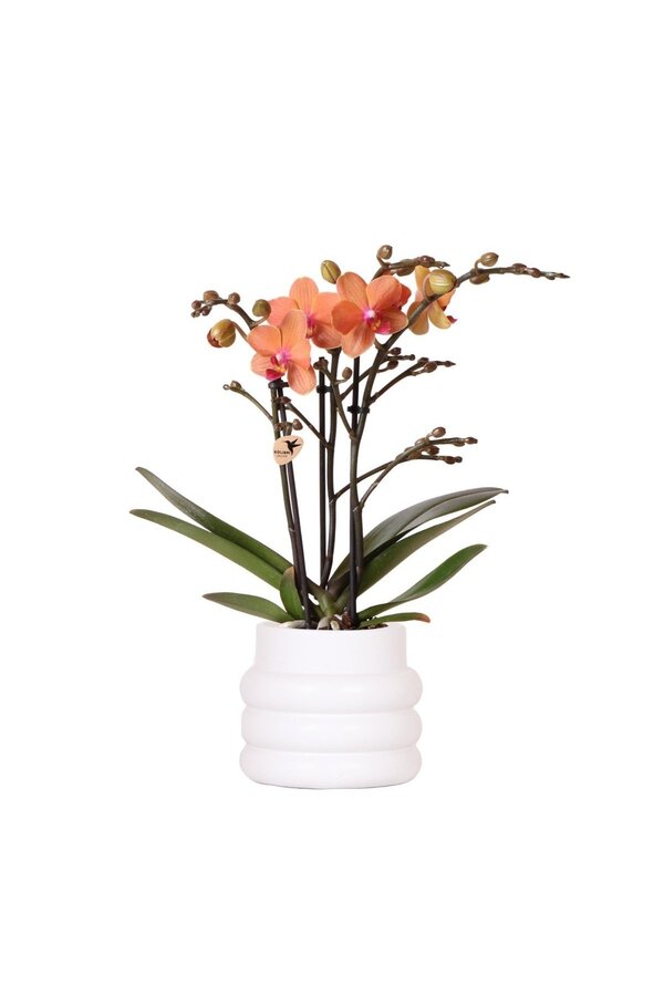 Oranje Phalaenopsis orchidee - Mineral Bolzano + Bubble pot white