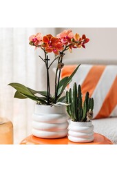 Orchidée Phalaenopsis orange - Mineral Bolzano + pot Bubble blanc