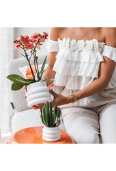 Orchidée Phalaenopsis orange - Mineral Bolzano + pot Bubble blanc