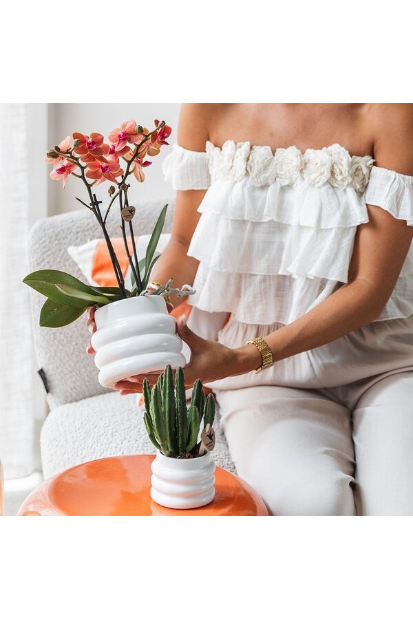 Orchidée Phalaenopsis orange - Mineral Bolzano + pot Bubble blanc