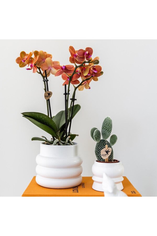 Orchidée Phalaenopsis orange - Mineral Bolzano + pot Bubble blanc