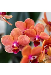 Orchidée Phalaenopsis orange - Mineral Bolzano + pot Bubble blanc