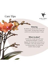 Orchidée Phalaenopsis orange - Mineral Bolzano + pot Bubble blanc