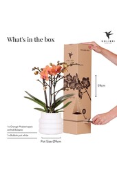 Orchidée Phalaenopsis orange - Mineral Bolzano + pot Bubble blanc