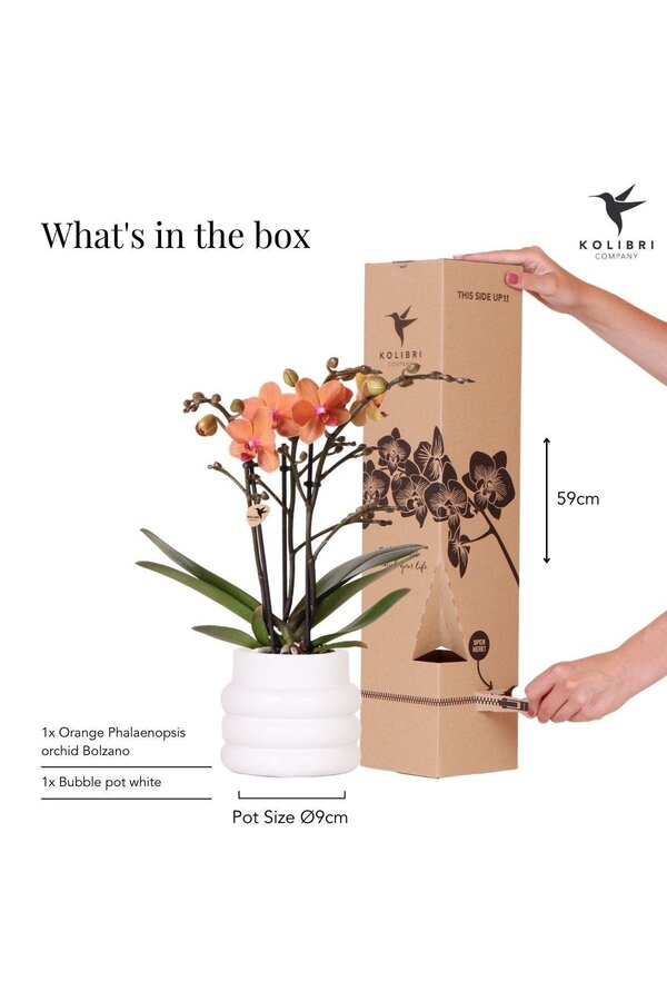 Orchidée Phalaenopsis orange - Mineral Bolzano + pot Bubble blanc