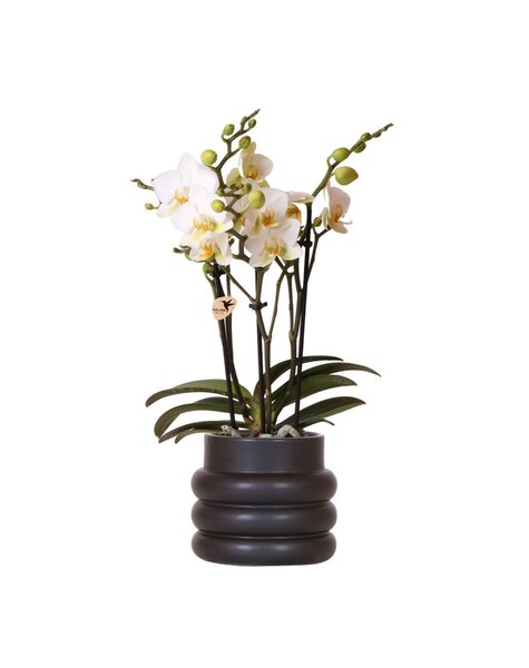 Kolibri Orchids Orchidee
