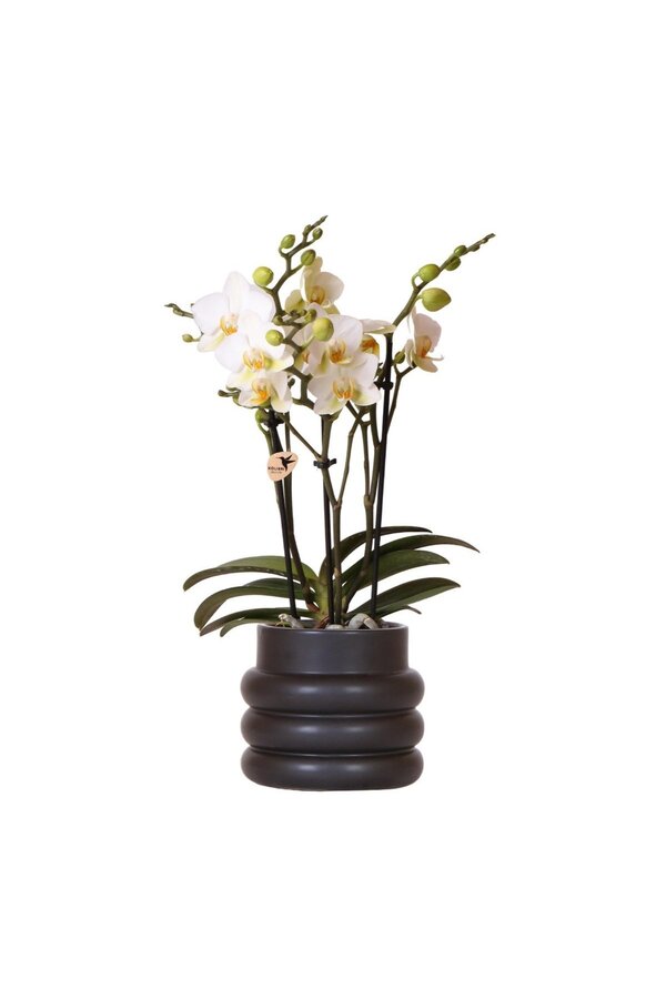 Witte phalaenopsis orchidee - Lausanne + Bubble pot black