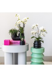 Witte phalaenopsis orchidee - Lausanne + Bubble pot black
