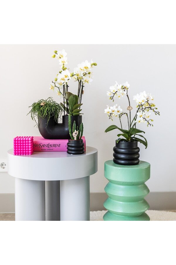 Witte phalaenopsis orchidee - Lausanne + Bubble pot black
