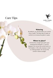 Orchidée phalaenopsis blanche - Lausanne + Pot Bubble noir