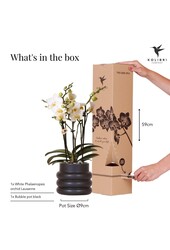 Witte phalaenopsis orchidee - Lausanne + Bubble pot black