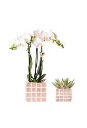 Set van witte orchidee Amabilis en succulent in Mosa sierpotten bruin
