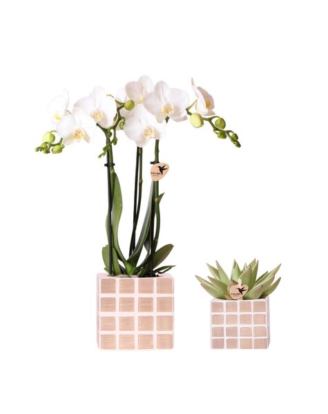 Kolibri Orchids Orchidee