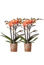 COMBI DEAL van 2 oranje Phalaenopsis orchideeën