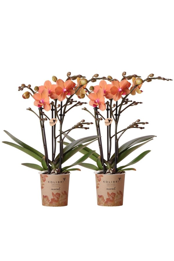COMBI DEAL van 2 oranje Phalaenopsis orchideeën
