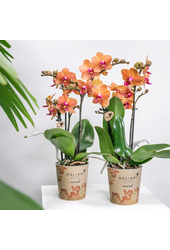 COMBI DEAL van 2 oranje Phalaenopsis orchideeën