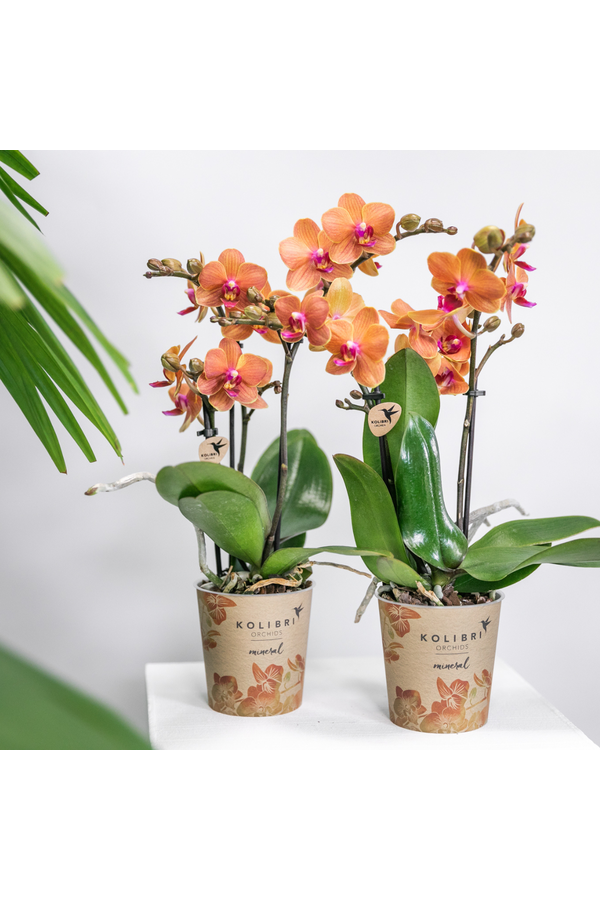 COMBI DEAL van 2 oranje Phalaenopsis orchideeën