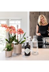 OFFRE COMBO de 2 orchidées Phalaenopsis oranges