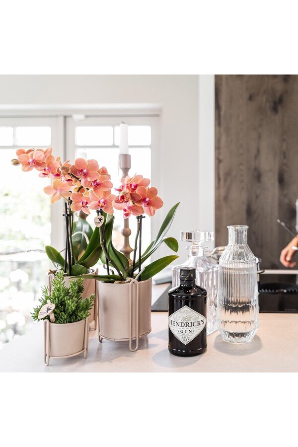 COMBI DEAL van 2 oranje Phalaenopsis orchideeën