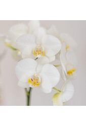 Ensemble d'orchidée blanche Amabilis et de succulente dans un pot décoratif Tube blanc