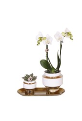 Set van witte orchidee en Succulent op gouden dienblad
