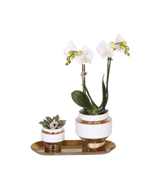 Kolibri Orchids Orchidee