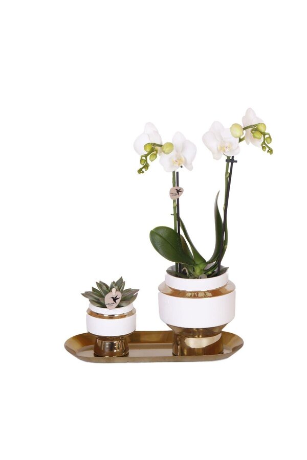 Ensemble d'orchidée blanche et de succulente sur plateau doré