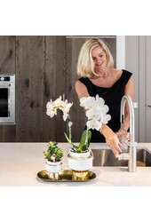 Set van witte orchidee en Succulent op gouden dienblad