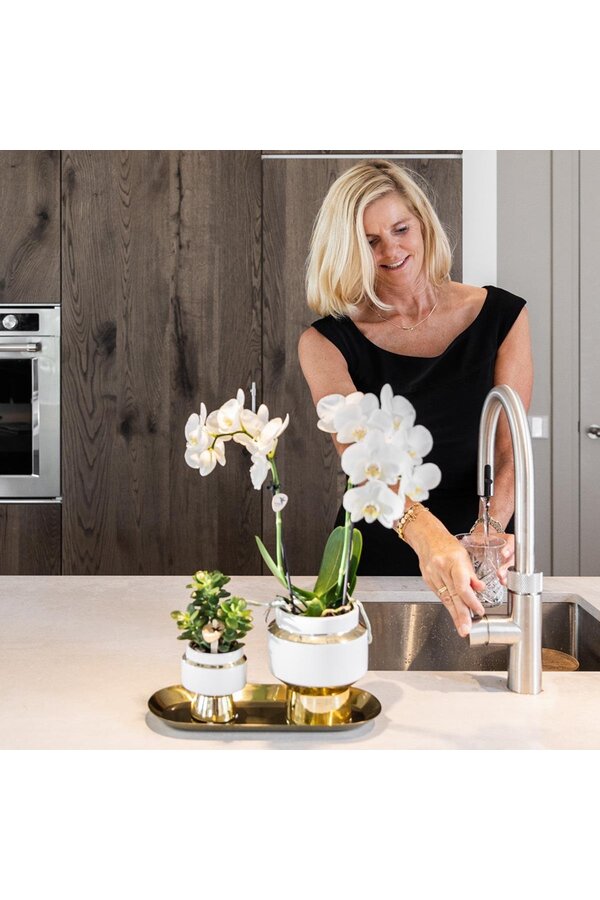 Set van witte orchidee en Succulent op gouden dienblad