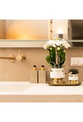 Set van witte orchidee en Succulent op gouden dienblad