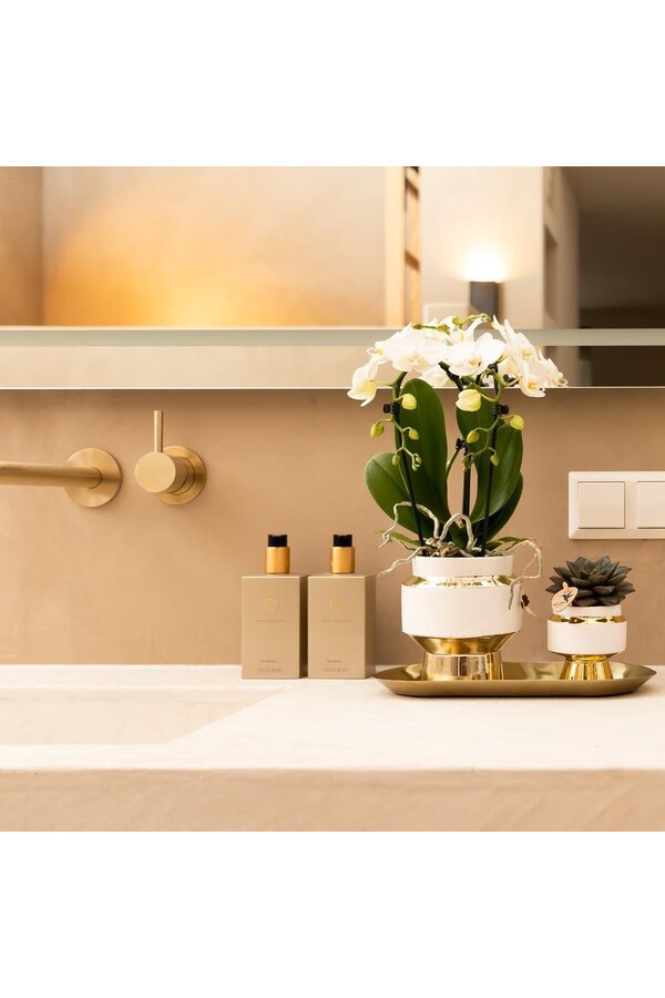 Set van witte orchidee en Succulent op gouden dienblad