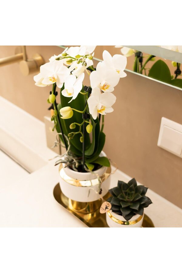 Set van witte orchidee en Succulent op gouden dienblad