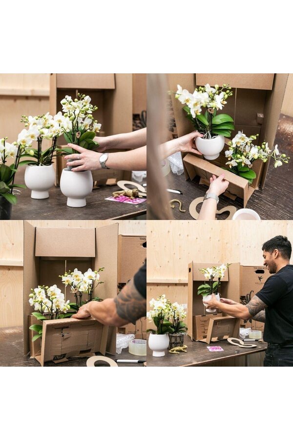 Set van witte orchidee en Succulent op gouden dienblad